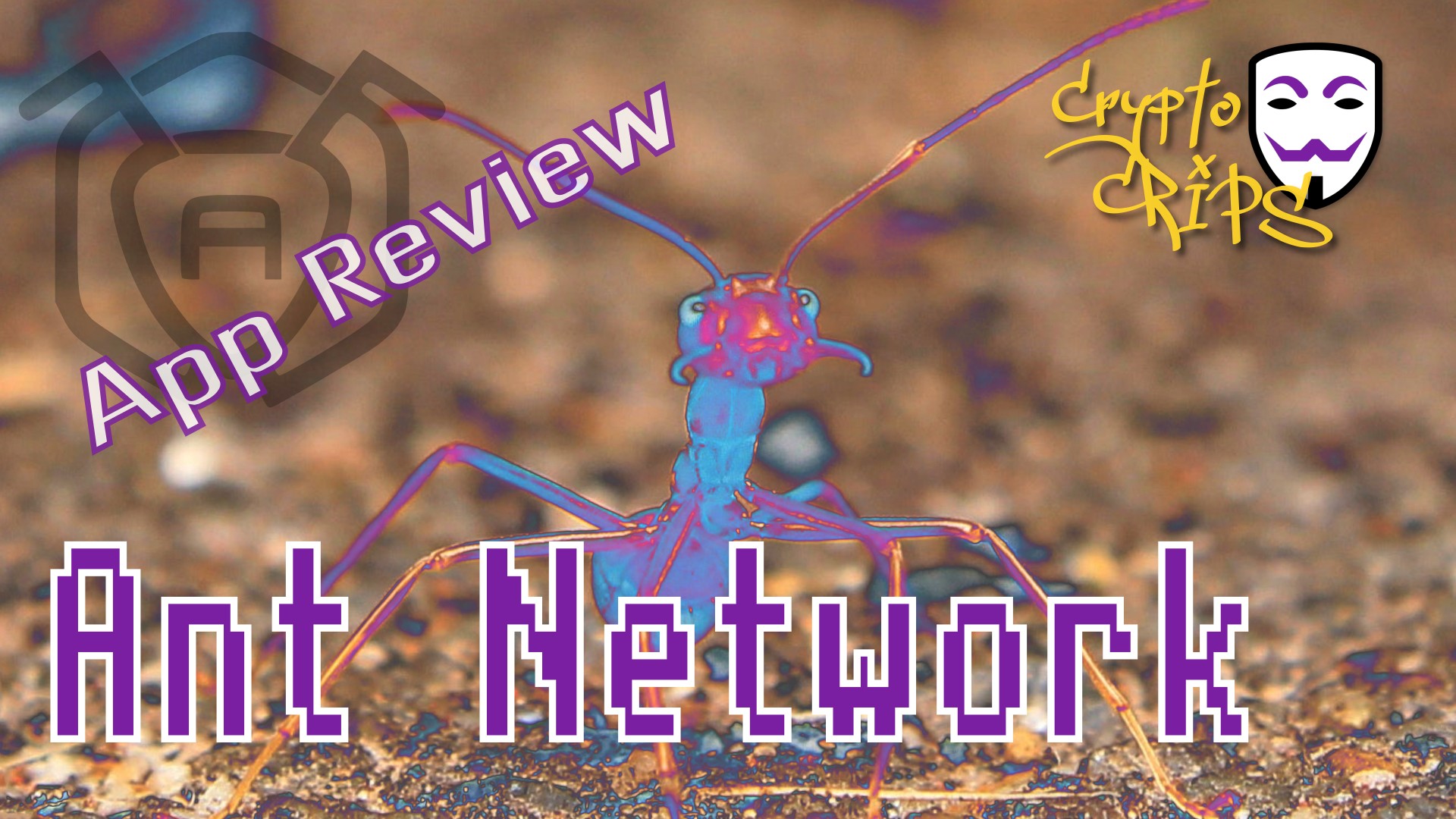 App Review: Ant Network
